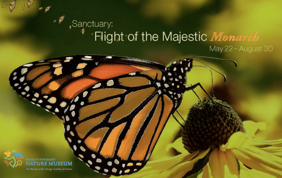 Migration of the Monarch Butterfly Exhibit