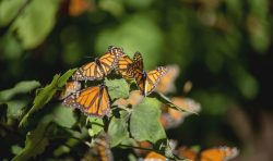 mariposa monarca butterfly michoacan 8