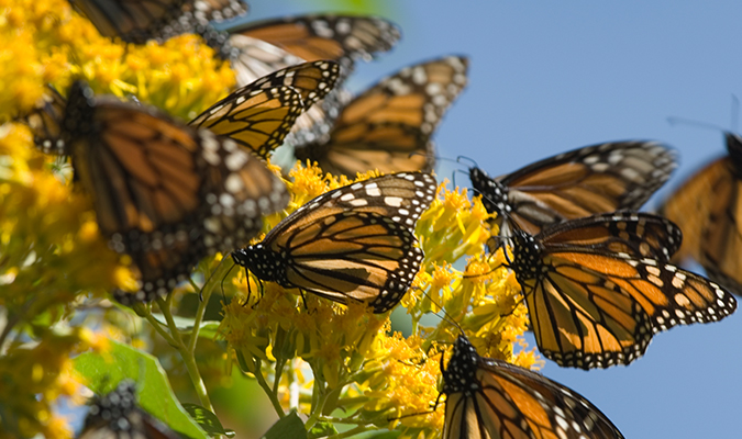 Morelia and the Monarch Butterfly Migration - Journey Mexico