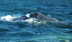 Wildlife Encounters in Baja California Sur   RED/Journey Mexico