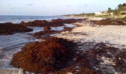 sargassum