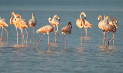 Flamingos and wildlife in Rio Lagartos