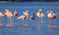 flamingos journeymexico