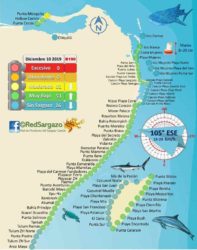 sargassum map