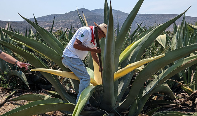 tlachiquero harvesting aguamiel for pulque from maguey