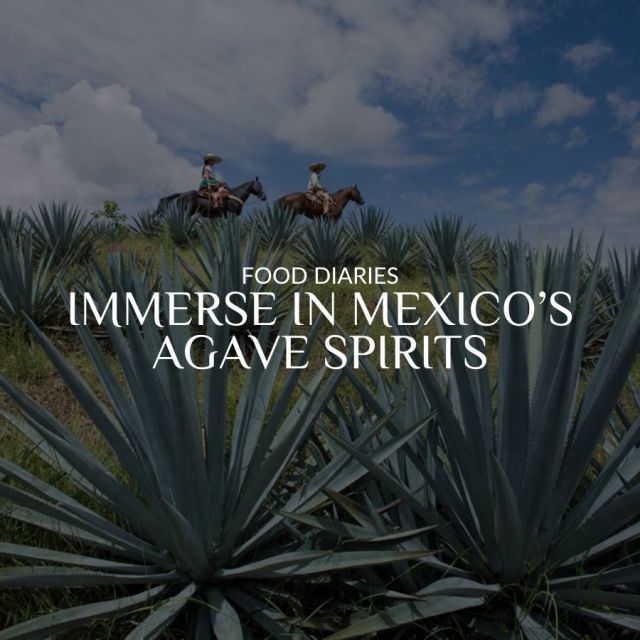 Here's a fun fact about agave spirits in Mexico: we're all about putting them into practice, not just talking theory. 😉

The good news is that we've got a whole collection of agave-related experiences across Mexico that you can add to your itinerary. Let's jump in and spice up your next adventure! 🥂✨

#mexico #mexicotravel #travel #luxurytravel #agave #mezcal #tequila #spirits #mexicanspirits #heritage #foodie