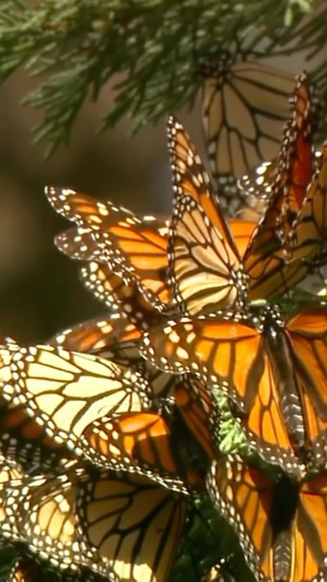 A special migration is underway! You know who we’re talking about. 🦋

As we speak, monarch butterflies are embarking their incredible journey, traveling up to 3,000 miles from the United States and Canada to Central Mexico to escape the winter cold. Safe travels, little adventurers! ✨

#mexico #mexicotravel #monarchbutterfly #nature #wildlife #travel