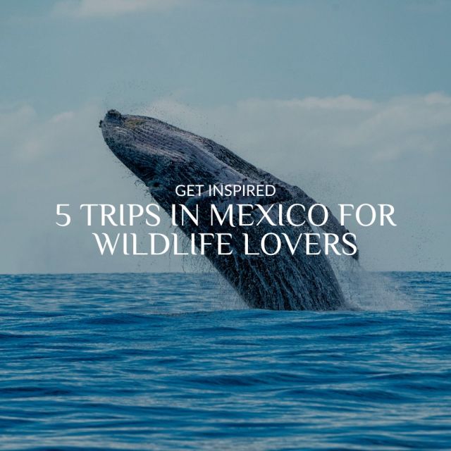 If you’re a nature lover, a trip to see wildlife in Mexico is an absolute must. 🐳

Whether you’re trekking through jungles with apex predators or diving into oceans with massive sea creatures,  there's always an adventure waiting for you. Check out these five awesome trips with Journey Mexico to make some wild memories.

#mexico #mexicotravel #wildlife #nature #sea #travel #whales #monarchbutterfly #axolotl