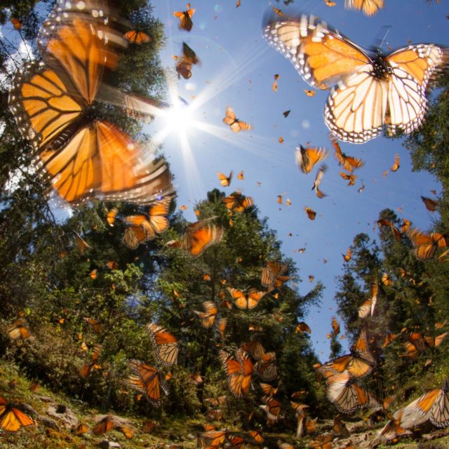 Every November, monarch butterflies start cozying up in Mexico and Michoacán to hang out for the winter until mid-February. 

Isn’t nature awesome? These little guys fly over 2,500 miles to get here! How lucky are we to be their yearly hosts? 🦋

#mexico #mexicotravel #wildlife #monarchbutterfly #travel