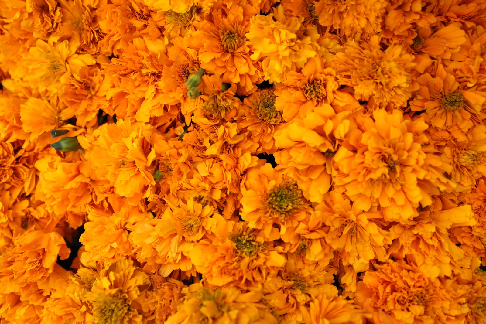 DeadCelebrationMexicoCuitzeo FlowerMarket