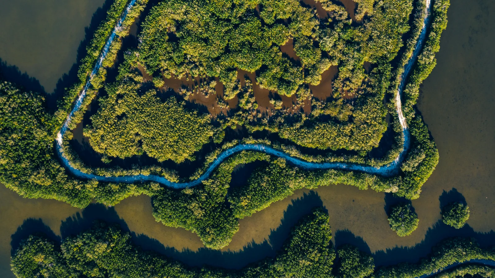 mangroves_pexels-kelly-3845531