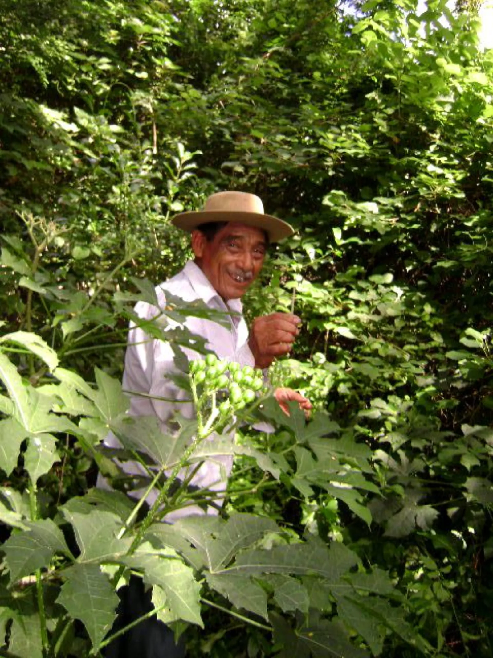 maya-botanical-fields-at-hacienda-chichen